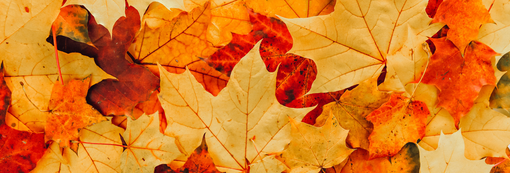 The Best Niche Perfumes for Fall 2025: A Curated Journey Through Autumn's Finest Fragrances