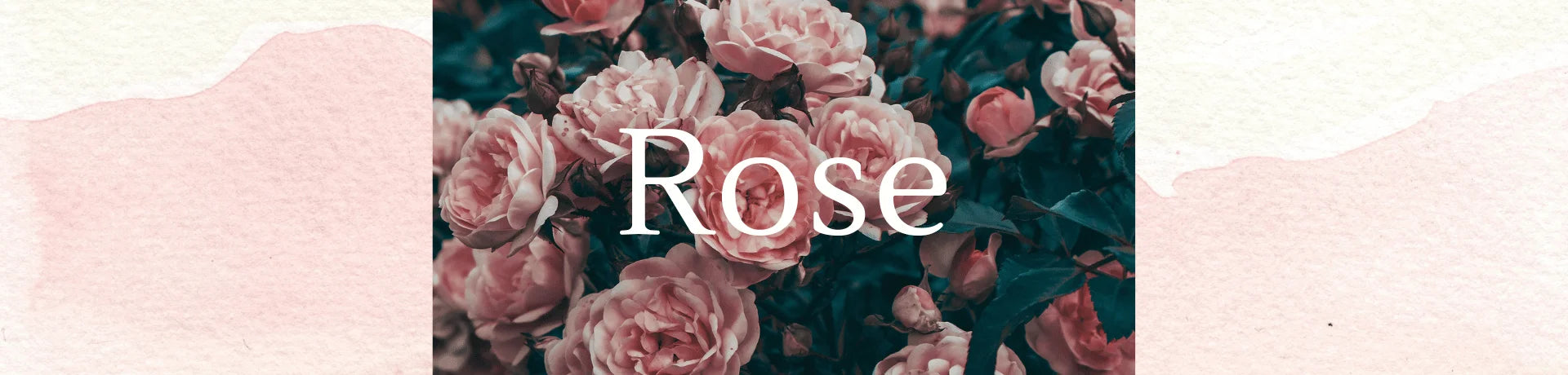 Rose Perfumes