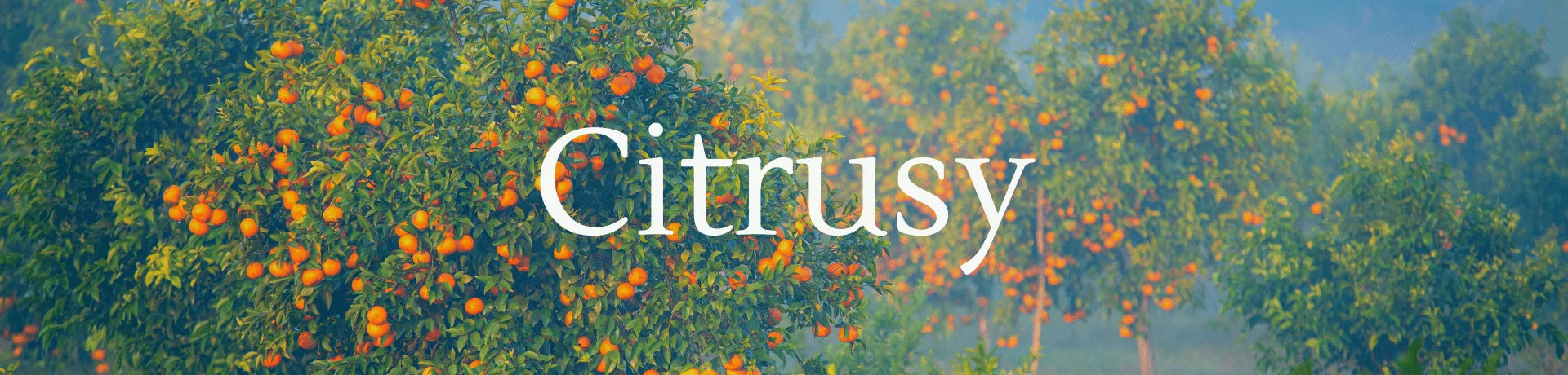 Citrus Perfumes